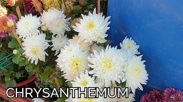 Winter Flowering Plants with Names || Fun Gardening