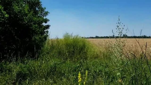 САМВЕЛ АДАМЯН В ВИДЕО MISS VING . ЖАДНОСТЬ СЕМЬИ МАРИНОВЫХ И ТУПОСТЬ ГРАНДЕНИКО