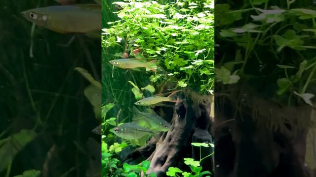 Аквариумные рыбки Ириатерина Вернера