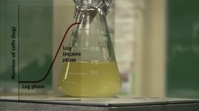 E. coli Timelapse