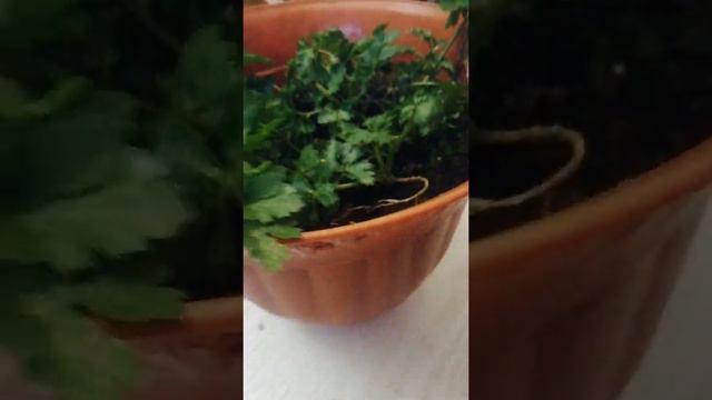 Огород на подоконнике‼️Петрушка переехала с огорода домой🌱🌱🌱 За лайк💯 СПАСИБО 👍🌷уже 32... лайка 👍👍👍