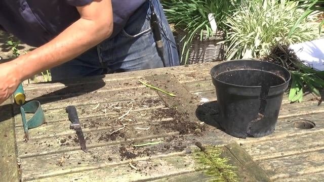 DIVIDING  REPOTTING AGAPANTHUS