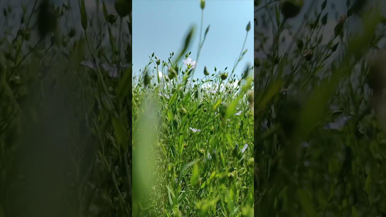 Эх, ромашка - василек... #shorts #рекомендации #природа #лето