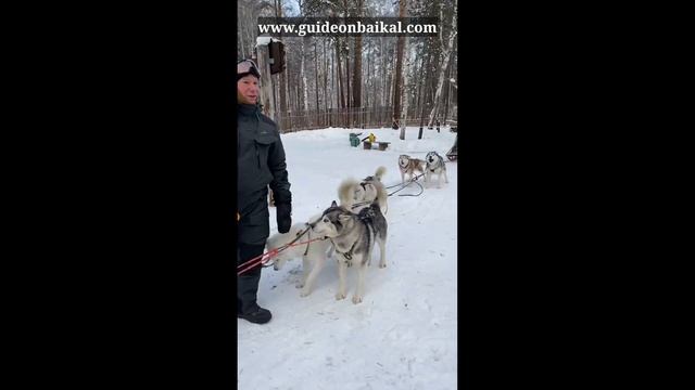 Катание на собачьих упряжках. Байкал. Иркутск