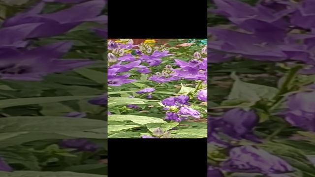 1000044953.mp4