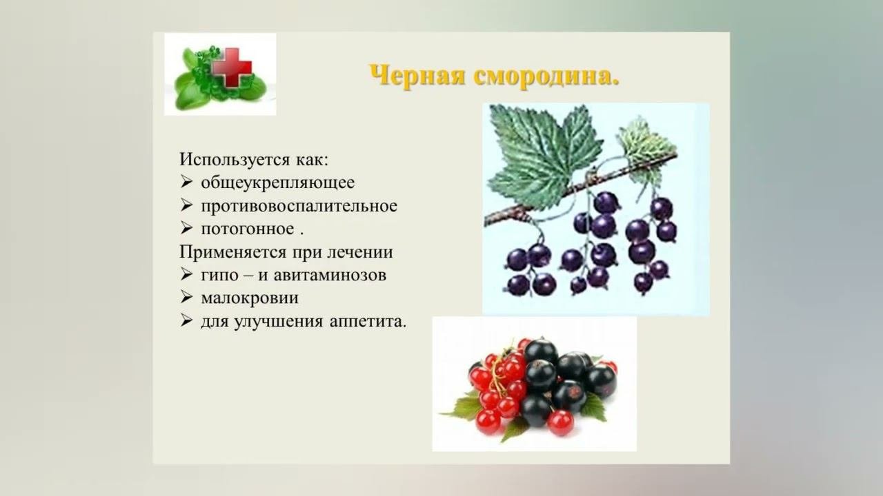 Целебные растения вокруг нас