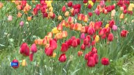 В уфимском ботаническом саду распустились тюльпаны «Победы» - сюжет «Вестей»