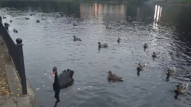 Чёрный лебедь. Обитает ли в Петербурге? Экологические экскурсии в СПб.