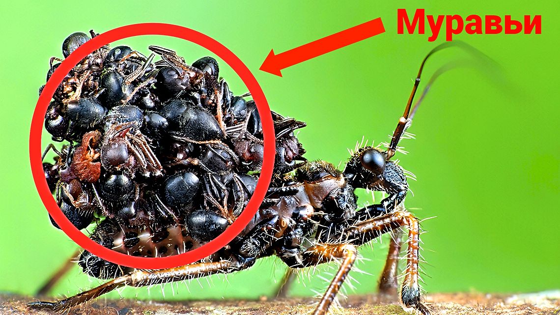 Повелитель смерти в обществе муравьёв!
