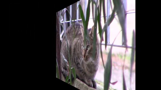 Милые новорожденные котята и другие кошки нашей марины.