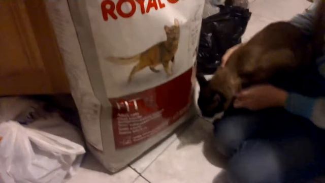Кот ты в раю ! Кот = 4 кг.  Корм = 15 кг