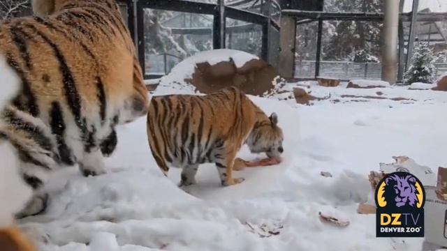 Happy International Tiger Day! Watch Cute and Funny Cat Videos.mp4