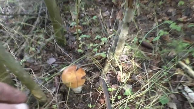 Хотите настоящий сбор белых грибов, тогда Вам сюда! Тихая охота 2023 года продолжается!