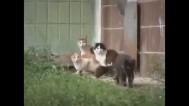 Страшнее крысы зверя нет