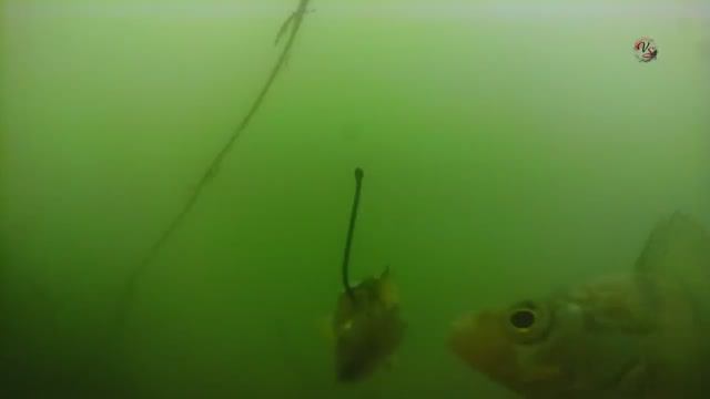 Поклевка онлайн окуня под водой. Рыбалка на крупные куски нарезки живца. поплавок. Fishing