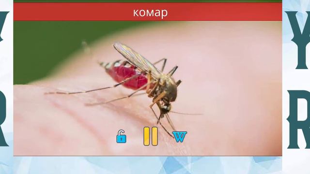 Звуки Животных Для детей