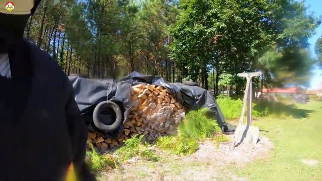 ! Азаитский шершнень восхитительный и опасный. Охотник на шершня.