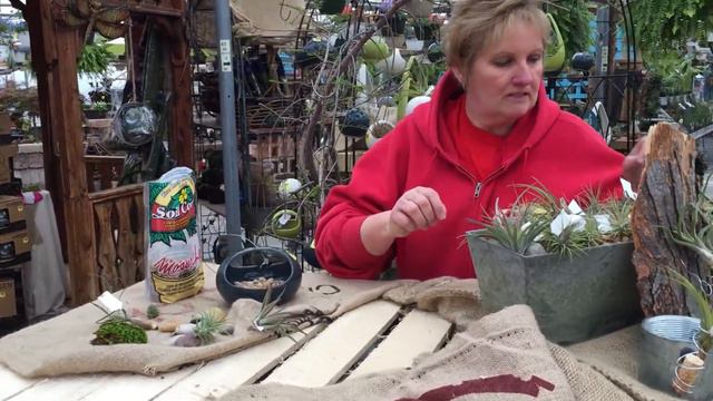 AIR PLANTS: Create And Care For Your Air Plant Container