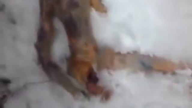 НЛО/UFO, обгорелые останки инопланетянина.