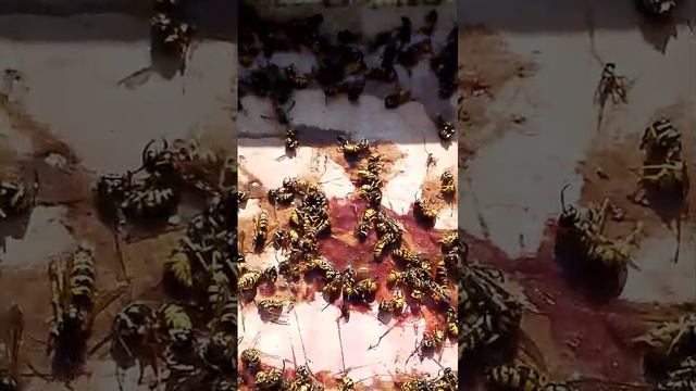 Ловушка для ос в августе