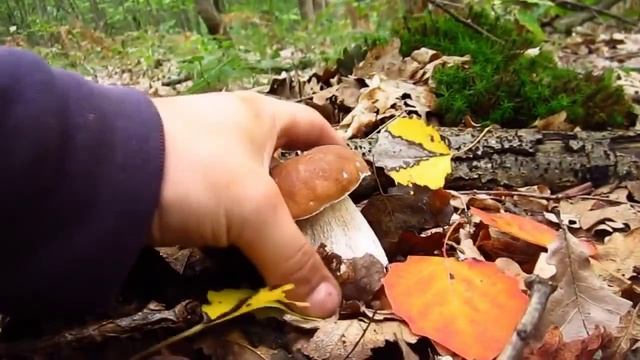 Интересные факты о грибах.