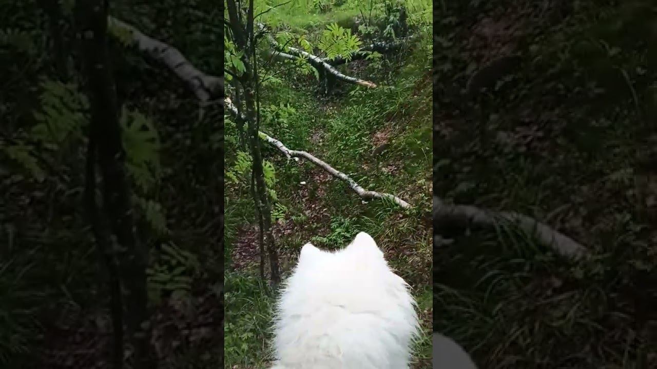 Ежик в лесу