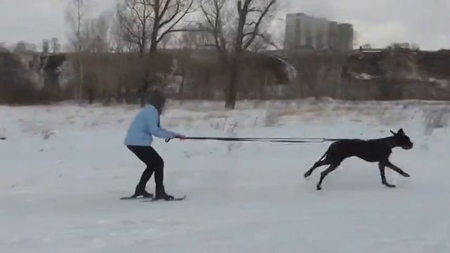 Лариса и дог Гера буксировка 720p