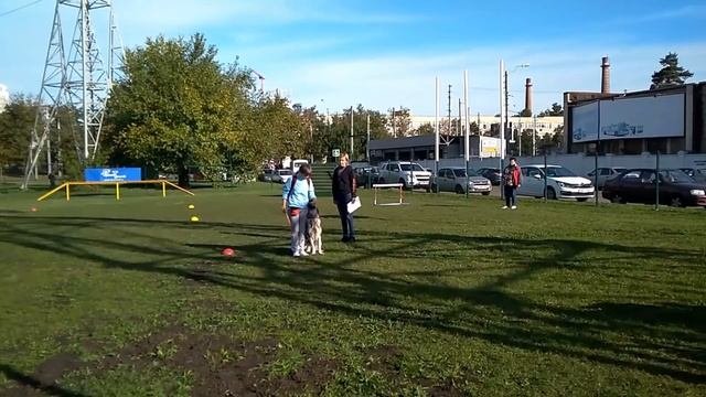 Соревнования по ОКД для начинающих! Кинологическая осень в Краснодаре.