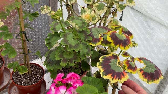 Greenhouse in late August - A further look at developing Pelargonium Standards