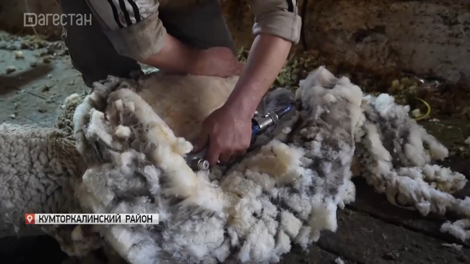 В хозяйствах Дагестана началась стрижка овец
