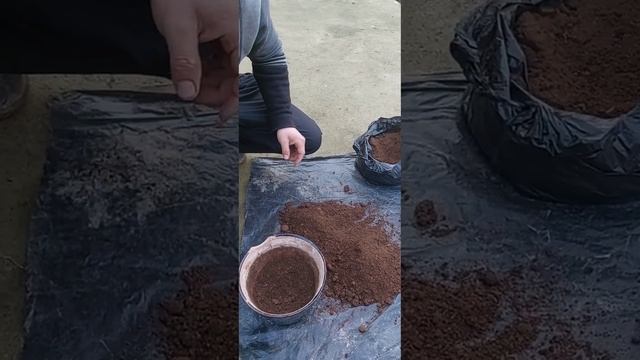 Пересадко на почву Авокадо- Правильное посадка авокадо #субтропики#огород #любитель #авокадо #парни