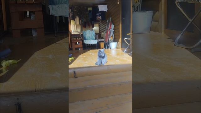 Мелисса❤️ котёнок