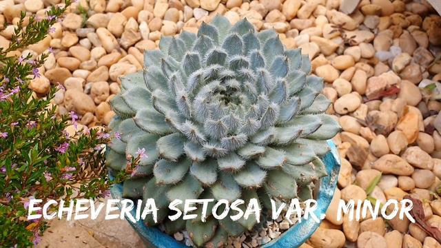 Qual a Id? Graptoveria opalina e Echeveria setosa var minor