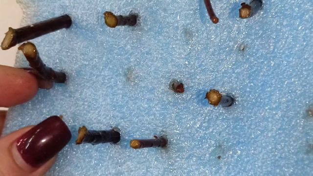 # укореняю гортензию в воде