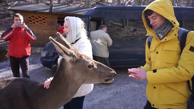 Прихожан в монастыре Святых Косьмы и Дамиана встречают косули)