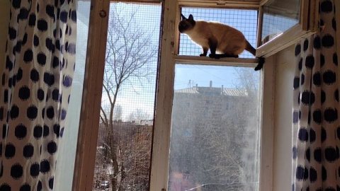 Тайские кошки гуляют возле открытого окна и дышат свежим воздухом