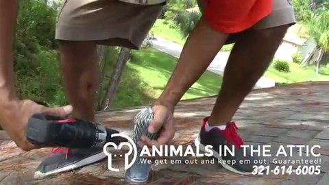Remove Rats in Melbourne & Palm Bay FL, 321-614-6005 Animals in the Attic