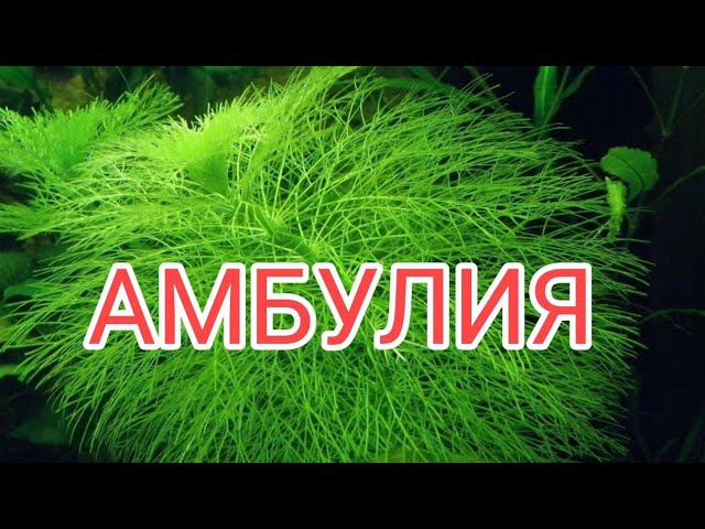 Амбулия водная, или гигантская лимнофила. Уход ,содержание и размножение.