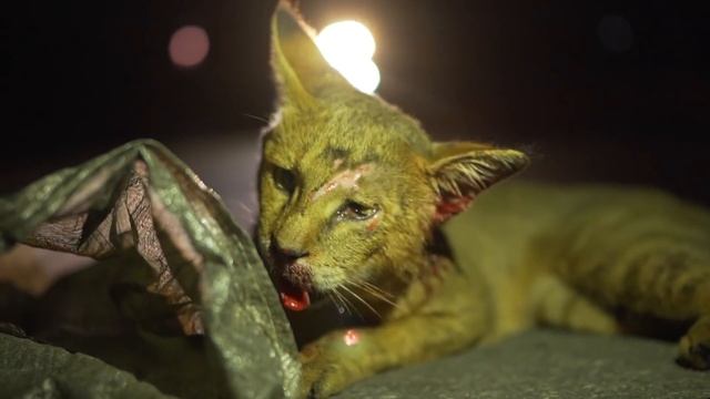 Wildlife-Vehicle Collision: Jungle Cat | Rescue | Pokhara | Rohit Giri |