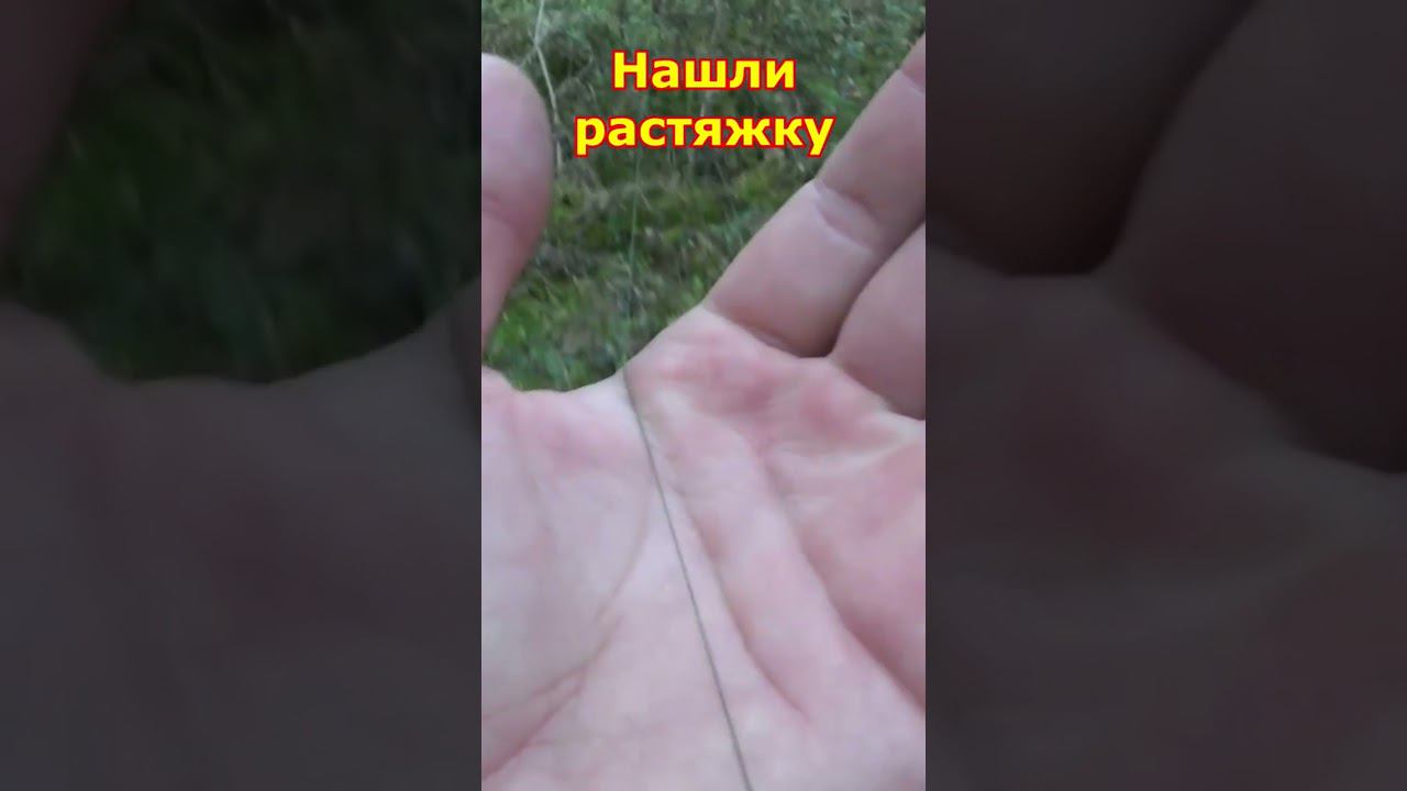 Нашли РАСТЯЖКУ в лесу