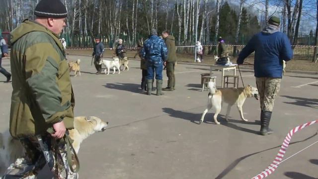 Средняя  группа ЗСЛ  (Кобели) 2017 год.