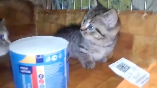Кто такой игривый и шустрый/манчкин коротенькие лапки/котенок ребенок