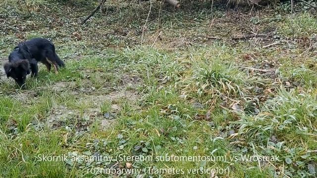 Skórnik aksamitny Stereum subtomentosum i Wrośniak różnobarwny Trametes versicolor - porównanie