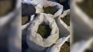Полицейские изъяли из незаконного оборота более 75 килограммов марихуаны