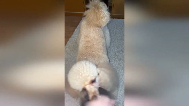 Ничего не получается 😆