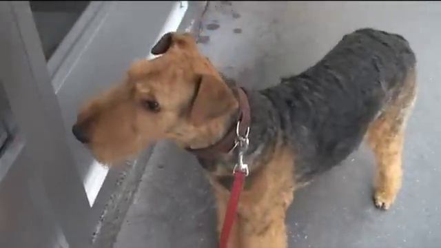 Airedale Terrier will zum Fleischhauer
