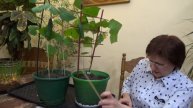 Урожай ОГУРЦОВ с подоконника в марте
