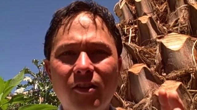 How to Harvest Fresh Goji Berries and get FREE Seeds