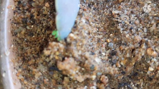 SUCCULENT PROPAGATION BY LEAVES