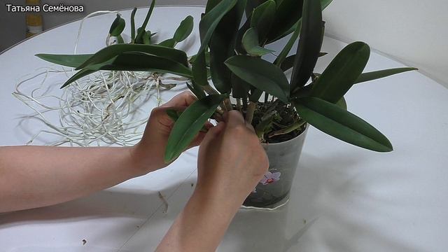 Орхидея КАТТЛЕЯ. Самая неприхотливая Быстро растёт и легко зацветает. Как разделить орхидею. Уход